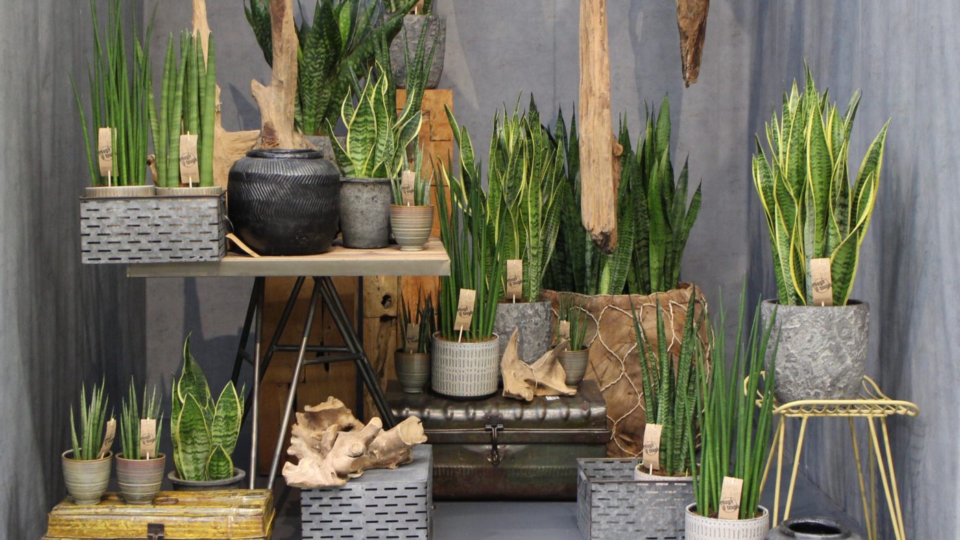 https://www.sansevieria.info/wp-content/uploads/2020/01/IMG_0430-1-1400x788.jpg